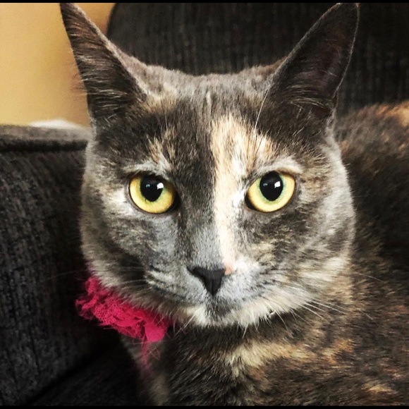 π π¦ Pet Friendly Home π π¦ - Picture 6 of 8